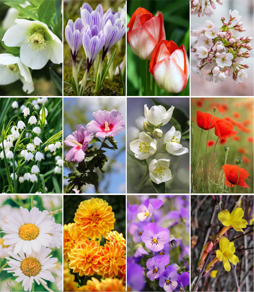 Calendrier mural 2025 Flowers 13p 30x47cm Images