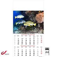 Calendrier mural 2026 Ocean Wonders 6 pages