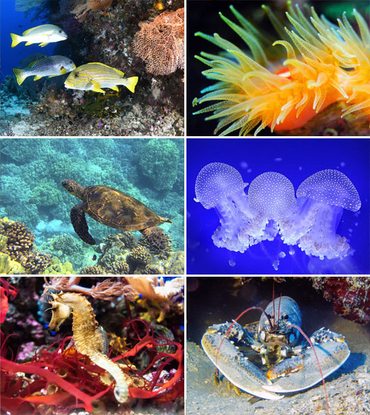 Calendrier mural illustré 2026 Ocean Wonders 6p 22x41cm Images