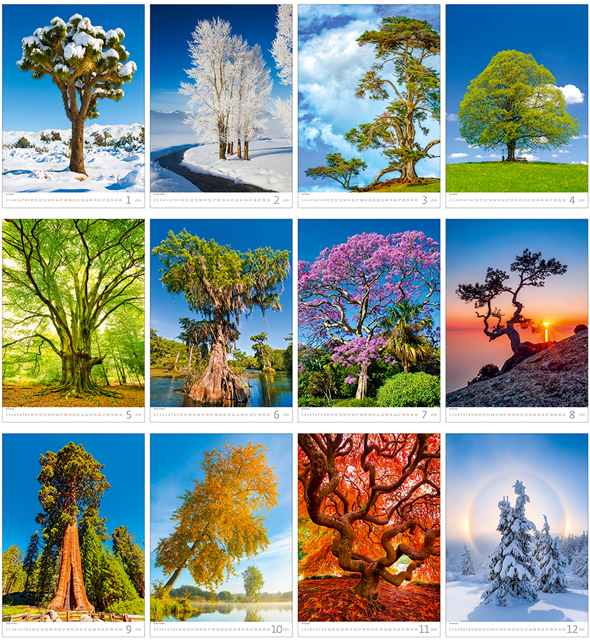 Calendrier mural 2024 Trees 13p 31x52cm Images