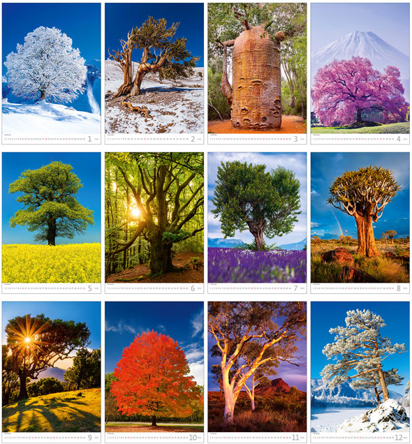 Calendrier mural 2024 Trees 13p 31x52cm Images