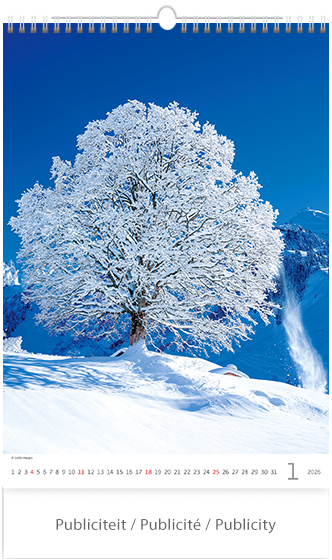 Calendrier mural 2026 Trees 13p 31x52cm