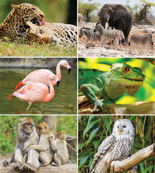 Calendrier mural illustré 2026 Wildlife 6p 22x41cm Images